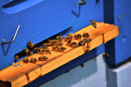 Mehrere Bienen sitzen auf einem Holzsockel vor einem blau gefärbten Bienenstock