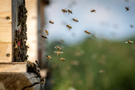 Mehrere Bienen fliegen vor einem hölzernen Bienenstock, während sich andere am Eingang des Stocks sammeln.
