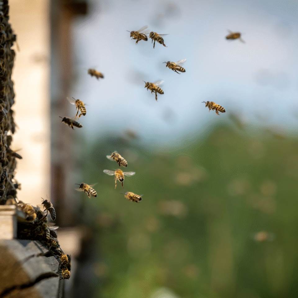 Mehrere Bienen fliegen vor einem hölzernen Bienenstock, während sich andere am Eingang des Stocks sammeln.